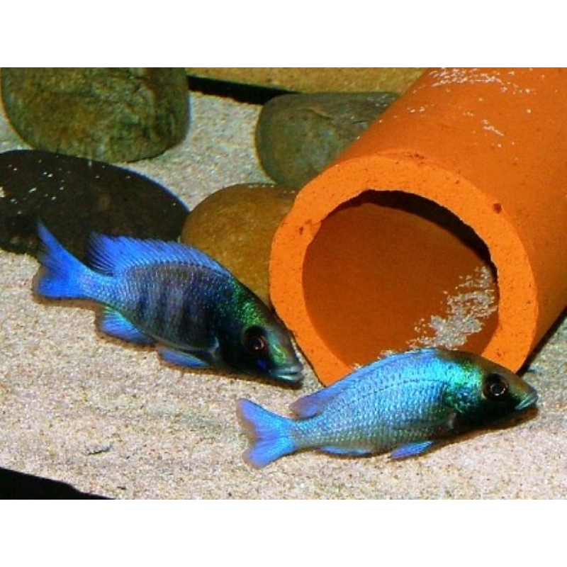Placidochromis Phenochilus Gisseli